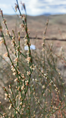 Eriogonum gracile