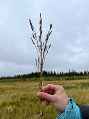 Gentianella amarella