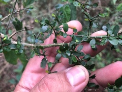 Everistia vacciniifolia nervosa