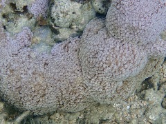 Goniopora
