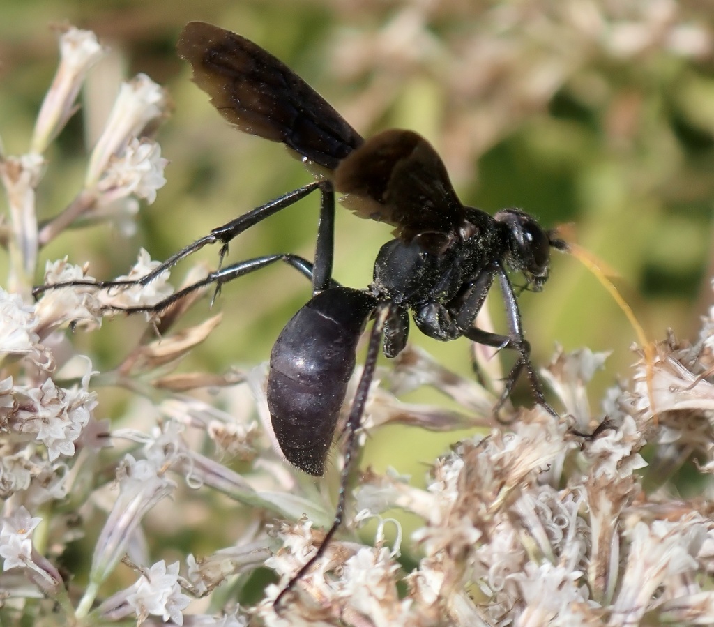 Entypus fulvicornis