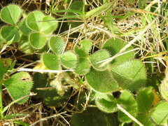 Oxalis eriocarpa