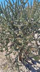 Cylindropuntia acanthocarpa