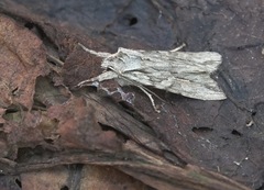 Lithophane leautieri