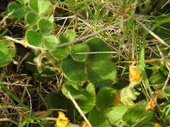 Oxalis eriocarpa
