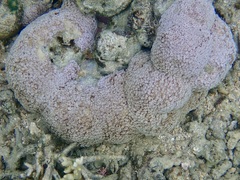 Goniopora