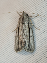 Catabenoides