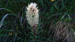 Campanula thyrsoides