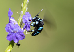 Thyreus nitidulus quartinae