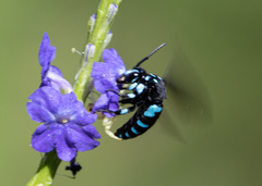 Thyreus nitidulus quartinae
