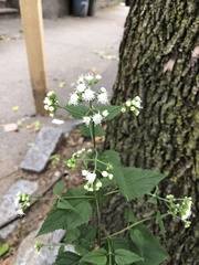 Ageratina altissima