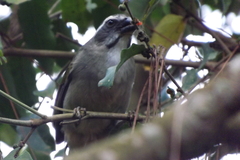 Saltator similis