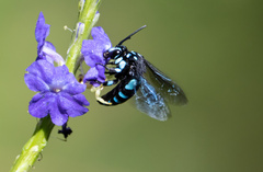 Thyreus nitidulus quartinae