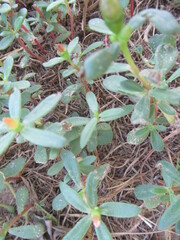 Portulaca umbraticola