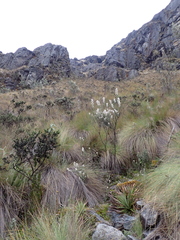 Valeriana microphylla