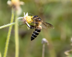 Apis dorsata binghami