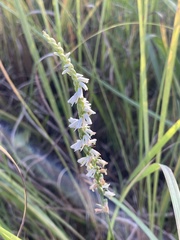 Spiranthes lacera