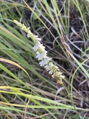 Spiranthes lacera