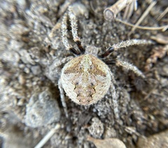 Araneus andrewsi