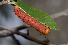 Anisota oslari