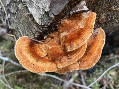 Pycnoporellus fulgens