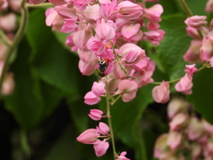 Copestylum marginatum