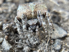 Araneus andrewsi