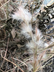 Andropogon ternarius
