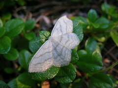 Scopula junctaria