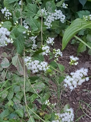 Ageratina altissima