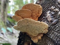 Pycnoporellus fulgens