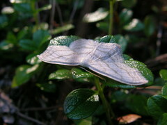 Scopula junctaria