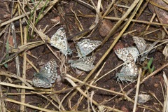 Burnsius communis