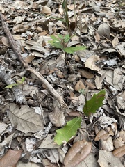 Quercus fusiformis