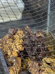 Tribolonotus gracilis