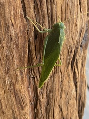 Microcentrum californicum