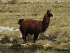 Lama glama