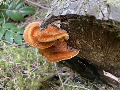 Pycnoporellus fulgens