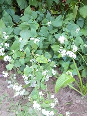 Ageratina altissima