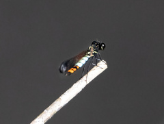 Libellago xanthocyana