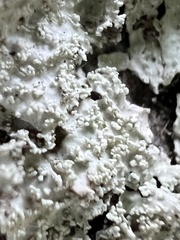 Flavoparmelia baltimorensis