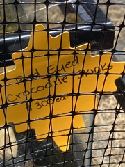 Tribolonotus gracilis