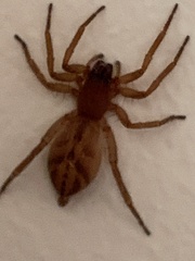 Clubionidae