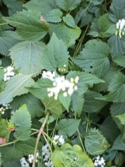 Ageratina altissima