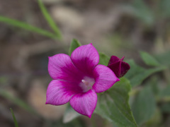 Spigelia scabrella
