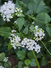 Ageratina altissima