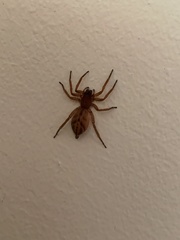 Clubionidae