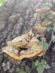 Pseudoinonotus dryadeus