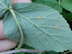 Phragmidium rubi-idaei