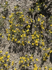 Pectis papposa papposa